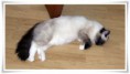 /album/kitty/a001-2-jpg/